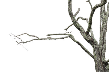Dry branches, white background, png.