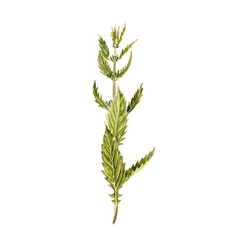 watercolor drawing plant of gipsywort with leaves and flower, Lycopus europaeus isolated at white background, natural element, hand drawn botanical illustration