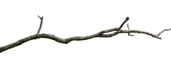 Dry branches, white background, png.