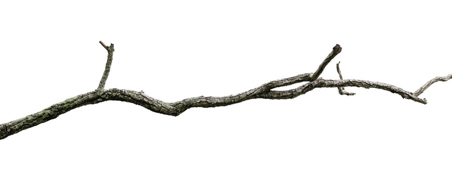 Dry branches, white background, png.