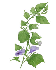 Purple and violet Morning glory flower