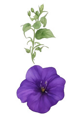 Purple and violet Morning glory flower