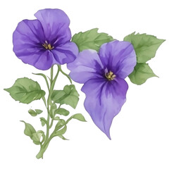 Purple and violet Morning glory flower