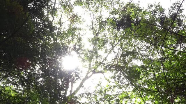 太陽光が風に揺れる広葉樹から漏れる木漏れ日をローアングルで固定撮影。環境音蝉の鳴き声あり。