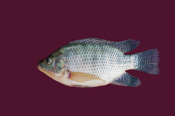 Tilapia fish isolated on red background.