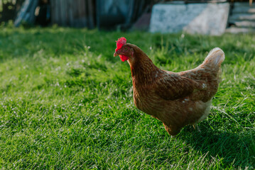 Chicken in grass on a farm. Orange chicken hen that is out for a walk on the grass