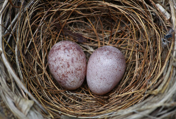 Naklejka na ściany i meble the eggs of streak eared bulbul bird in nest . bird's nest with two eggs inside . bird 's nest . 