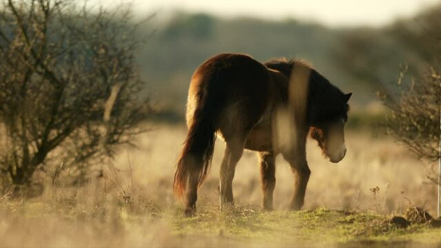 Closeup sunlit wild exmoor pony horse walking around meadow on the middle of pasture area in late autumn nature habitat in Milovice, Czech republic. Protected animals considered as horse ancestor.