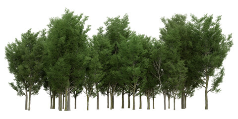 Evergreen Ulmus trees or Elm tree in nature, Tropical forest isolated on transparent background - PNG file, 3D rendering illustration