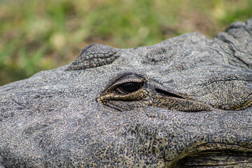 Ojo de cocodrilo