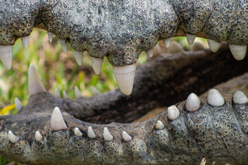 Cocodrilo