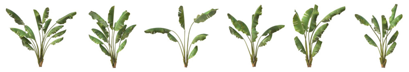 Set of Musa balbisiana plant or Wild banana tree with isolated on transparent background. PNG file, 3D rendering illustration, Clip art and cut out © EcoSpace