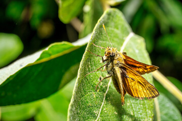 A macro of a thick-headed butterfly