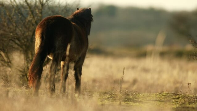Sunlit wild exmoor pony horse have rest standing and yawning in the middle of pasture in late autumn nature habitat in Milovice, Czech republic. Protected animals considered as horse ancestor