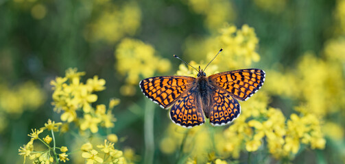 Orange checkered butterfly Melitaea interrupta sits on yellow flowers
