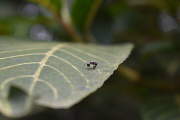 ant on a leaf