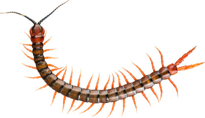 Giant centipede, Ethmostigmus rubripes, walking isolated with transparency