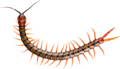 Giant centipede, Ethmostigmus rubripes, walking isolated with transparency