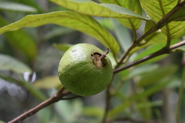 green guava on tree