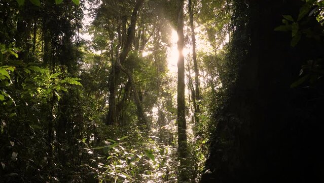 Handheld Footage of the sun streaming through trees along the Dave's Creek Circuit walk in Lamington National Park, Gold Coast Hinterland, Australia.