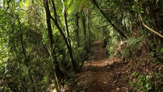 Handheld Footage along the Dave's Creek Circuit walk in Lamington National Park, Gold Coast Hinterland, Australia.