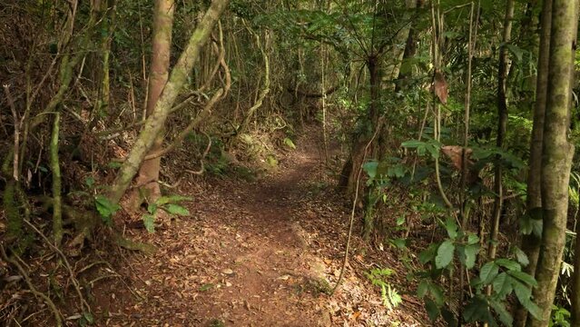 Handheld Footage along the track on the Dave's Creek Circuit walk in Lamington National Park, Gold Coast Hinterland, Australia.