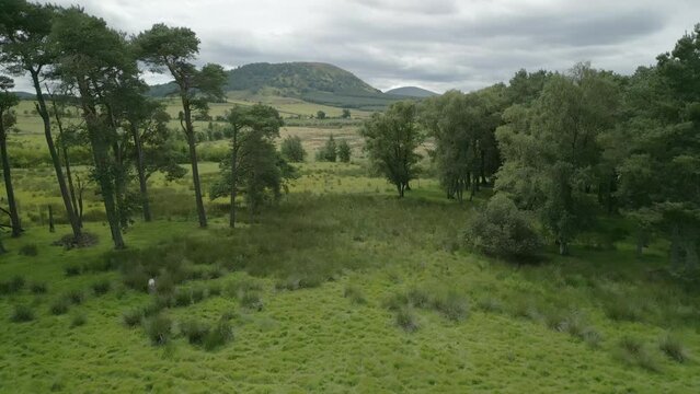 Flying towards then over tree line towards hill Great Mell Fell on overcast summer day. English Lake District, Cumbria, UK.