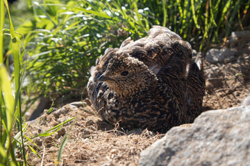 立山に生息する雷鳥