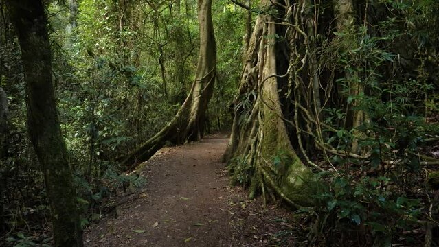 Handheld Footage of rainforest trees along the Dave's Creek Circuit walk in Lamington National Park, Gold Coast Hinterland, Australia.
