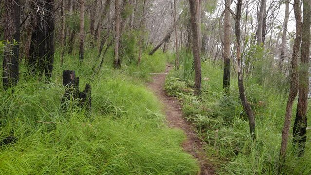 Handheld Footage along the Dave's Creek Circuit walk in Lamington National Park, Gold Coast Hinterland, Australia.