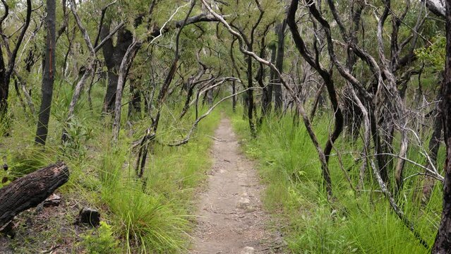 Handheld Footage of burnt trees along the Dave's Creek Circuit walk in Lamington National Park, Gold Coast Hinterland, Australia.