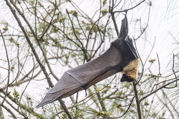 Wild Samoan Fruit Bat in the National Park of American Samoa on the island of Tutuila.