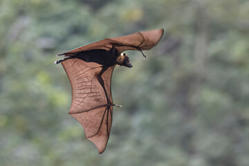 Wild Samoan Fruit Bat in the National Park of American Samoa on the island of Tutuila.