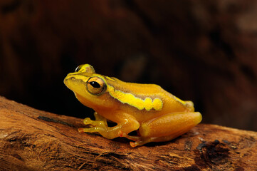 Spotted Reed Frog // Punktierter Riedfrosch (Hyperolius puncticulatus) - Tanzania