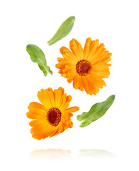 Calendula officinalis flower isolated on white or transparent background. Marigold medicinal plant, healing herb. Set of two falling calendula flowers with green leaves. - obrazy, fototapety, plakaty