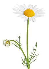 Chamomile flower isolated on white or transparent background. Camomile medicinal plant, herbal medicine. One single chamomile flower with green stem and leaves.