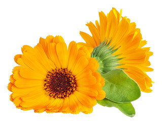 Calendula officinalis flower isolated on white or transparent background. Marigold medicinal plant, healing herb. Two calendula flowers with green leaves. - obrazy, fototapety, plakaty