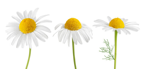 Chamomile flowers isolated on white or transparent background. Camomile medicinal plant, herbal medicine. Set of three chamomile flowers with green stem. - obrazy, fototapety, plakaty