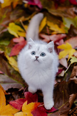 Naklejka na ściany i meble Katze, junges Kätzchen im Herbstlaub, Herbstfarben