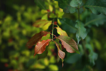 Beautiful autumn landscape with yellow trees and sun. Colorful foliage in the park. Falling leaves natural background