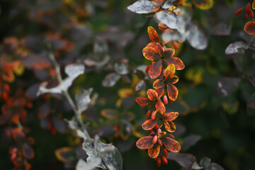 Beautiful autumn landscape with yellow trees and sun. Colorful foliage in the park. Falling leaves natural background