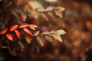 Foto op Plexiglas Lively closeup of falling autumn leaves with vibrant backlight from the setting sun © alexkich