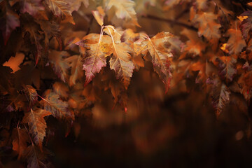 Lively closeup of falling autumn leaves with vibrant backlight from the setting sun