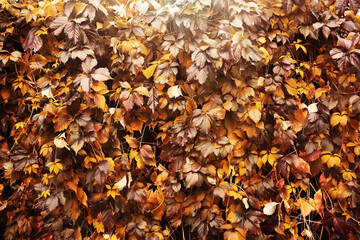 Lively closeup of falling autumn leaves with vibrant backlight from the setting sun
