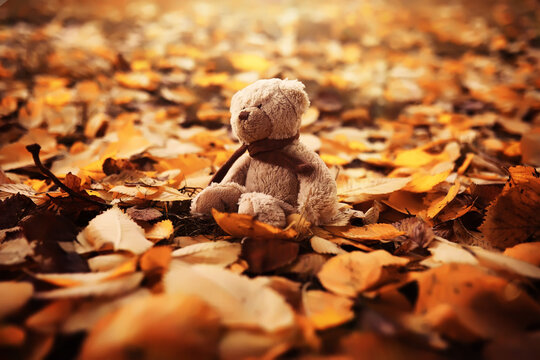 Rear view Teddy bear doll sitting on autum leaves at footpath. Black view lost bear toy looking out on the bicycle path, Lonely ted sitting alone at woodland, International missing children's day
