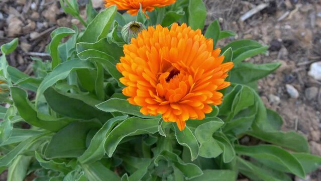Beautiful orange calendula officinalis on stem: Garden Marigold, Beneficial plant,  Calendula Plant-Flower
