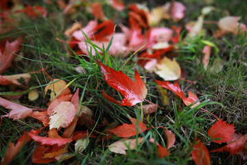 Red and orange autumn leaves background. Outdoor.Colorful backround image of fallen autumn leaves perfect for seasonal use.