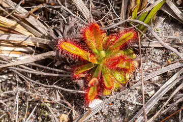 Drosera esterhuyseniae near Caledon in the Western Cape of South Africa