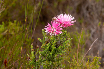 Flowers of Phaenocoma prolifera taken in natural habitat near Caledon in the Western Cape of South Africa