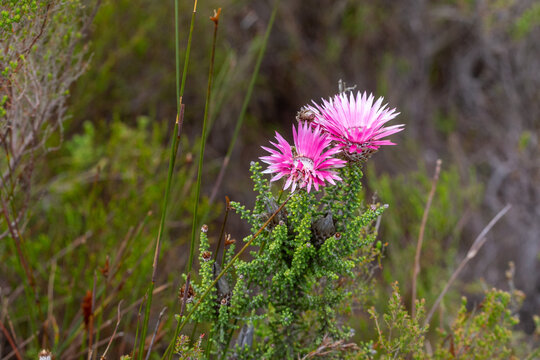 Flowers of Phaenocoma prolifera taken in natural habitat near Caledon in the Western Cape of South Africa